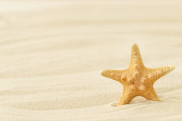 One starfish against the sand - the sea background