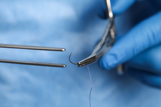 Professional surgeon holding forceps with suture thread, closeup. Medical equipment