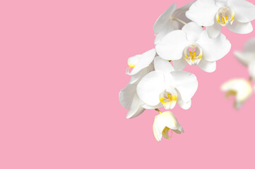 Fototapeta na wymiar Delicate branches of white Phalaenopsis orchid flowers on pink background. Tropical Floral background, card with orchids for holiday, March 8, mother's day. Beauty and spa flower