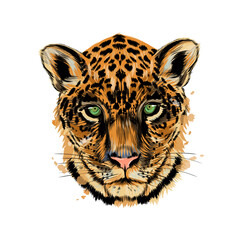 Jaguar, leopard head portrait from a splash of watercolor, colored drawing, realistic. Vector illustration of paints © kapona