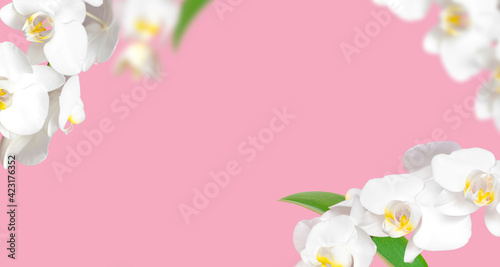 Frame made of branches of white Phalaenopsis orchid flowers, green leaves on pink background. Tropical Floral background, card with orchids for holiday, March 8, mother's day. Beauty and spa flower