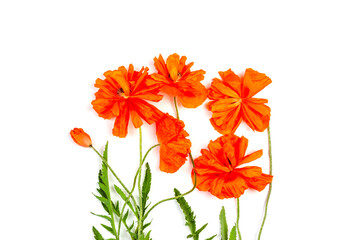 Bouquet of red poppy flowers isolated on white background close up top view