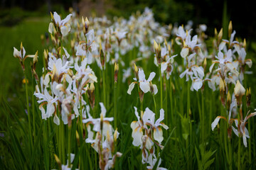 White irises on the flower bed. Japanese iris in the garden. White flowers in the summer. The buds are in bloom.