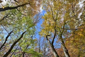 青空バックに見上げるカラフルなクスノキの黄葉情景＠奥入瀬渓流、青森