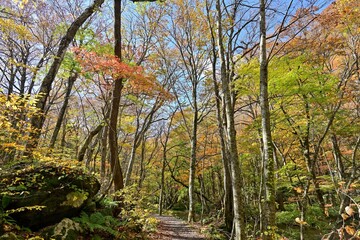 晩秋の奥入瀬渓流の遊歩道の紅葉情景＠青森