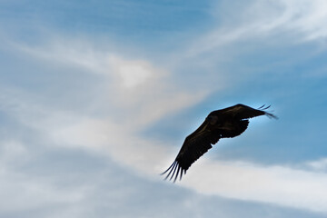 Griffon vulture flying in the Monfragüe natural park.