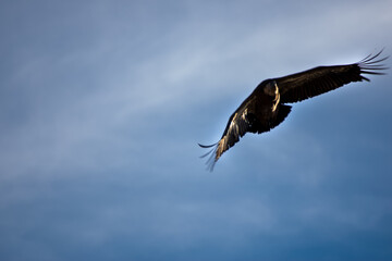 Griffon vulture flying in the Monfragüe natural park.