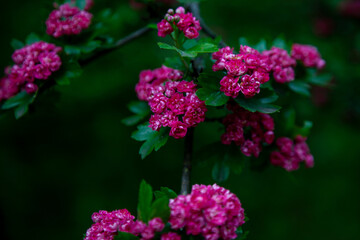 Fototapeta premium Hawthorn medicinal plant. Pink flowers on a flowering branch. Beautiful flower. Natural background.