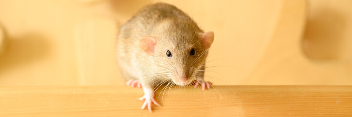 cute pet fluffy rat with brown beige fur on a board on a wooden background. banner