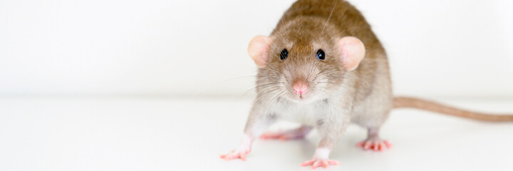cute pet fluffy rat with brown beige fur on a white background. banner