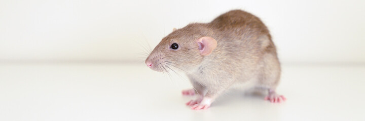 cute pet fluffy rat with brown beige fur on a white background. banner