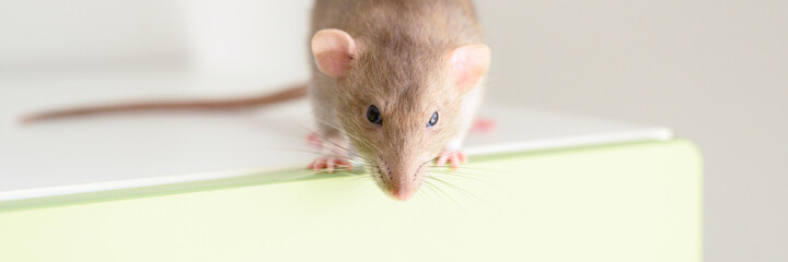 cute pet fluffy rat with brown beige fur on a white background. banner