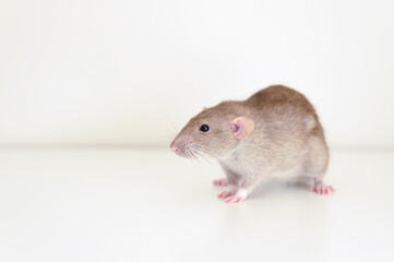 cute pet fluffy rat with brown beige fur on a white background