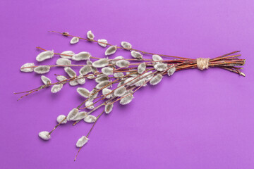 Sprig of willow isolated on pastel lilac background