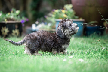 Dandie Dinmont Puppy