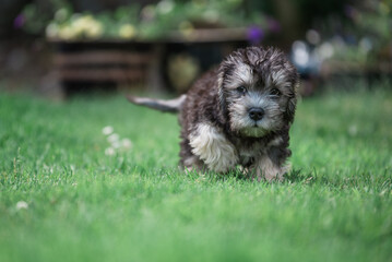 Dandie Dinmont Puppy