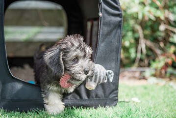 Dandie Dinmont Puppy
