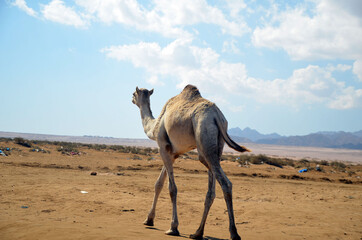 Camels on the sand, popular tourist place. Egypt, Sharm El Sheikh
