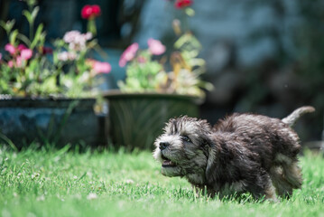 Dandie Dinmont Puppy