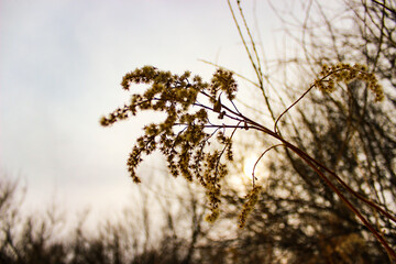 dry plants in winter at sunset 