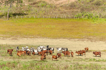 Livestock. Cattle in the field in Alagoinha, Paraiba State, Brazil on April 23, 2012.