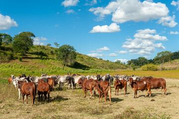 Naklejka na ściany i meble Livestock. Cattle in the field in Alagoinha, Paraiba State, Brazil on April 23, 2012.