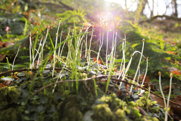 Morning new green grass with sun macro