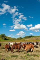 Fototapeta na wymiar Livestock. Cattle in the field in Alagoinha, Paraiba State, Brazil on April 23, 2012.