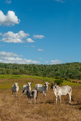 Livestock. Cattle in the field in Alagoinha, Paraiba State, Brazil on April 23, 2012.