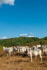 Livestock. Cattle in the field in Alagoinha, Paraiba State, Brazil on April 23, 2012.