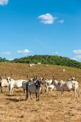 Obraz premium Livestock. Cattle in the field in Alagoinha, Paraiba State, Brazil on April 23, 2012.