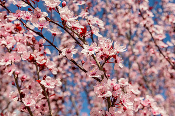 Sakura tree blooms in March