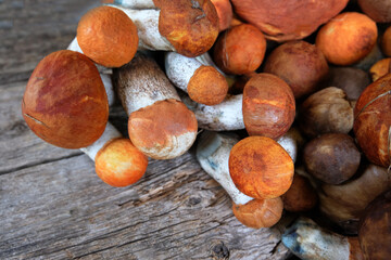 Freshly picked wild mushrooms of podosinoviki on gray boards. Summer and autumn seasons. Detox, fitness, cleansing, vegetable protein. Useful product. Top view. Copy space.