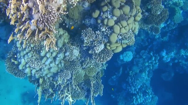 snorkeling over gorgeous corals and fishes in the red sea