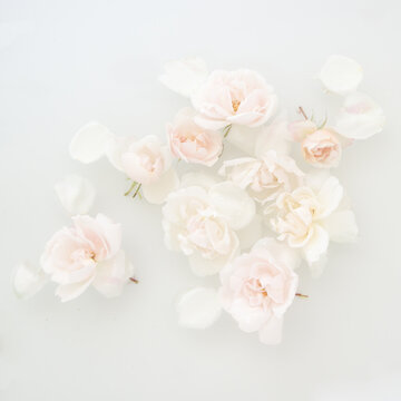 Close up of group of white roses floating in water and milk in romantic conceptual fine art photo