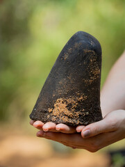 hands holding a rhino horn