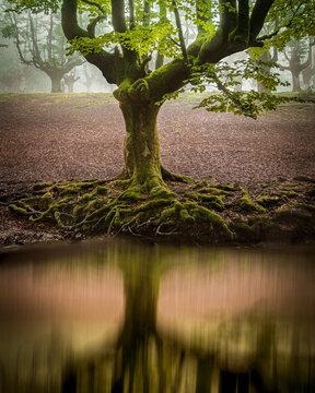 roots