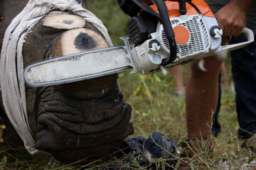 White rhinoceros dehorning - chainsaw cutting the horn