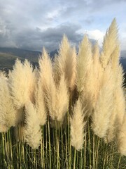 Italian nature, closeup elements. 