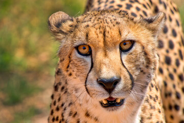 Cheetah, Acinonyx jubatus, Wildlife Reserve, South Africa, Africa