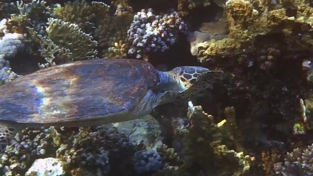 underwater turtle while eating corals in the red sea