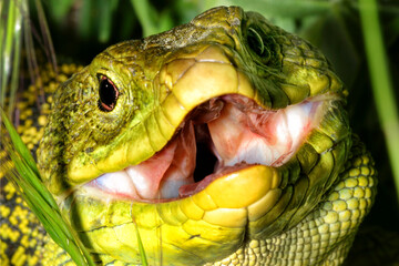 Ocellated Lizard, Timon lepidus, Sierra de Guadarrama National Park, Segovia, Castile and Leon, Spain, Europe.