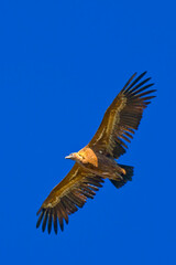 Griffon Vulture, Gyps fulvus, Hoces de Rio Duraton Natural Park, Duraton River Gorges, Segovia, Castilla y Leon, Spain, Europe