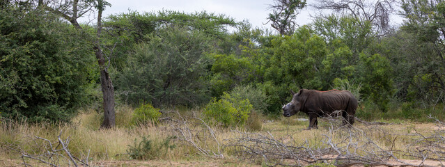 Dehorned white rhino - Alive and well © Jurgens