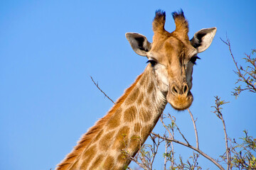 Giraffe, Giraffa camelopardis, Wildlife Reserve, South Africa, Africa