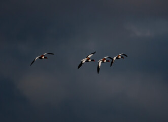 Shelduck Flying