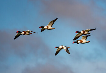 Shelduck Flying