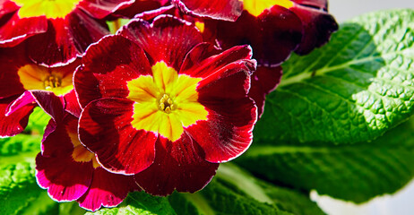 Closeup of wet flowers of primrose flowers, red and yellow