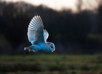 British Barn Owl Hunting