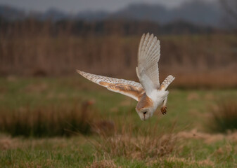 British Barn Owl Hunting